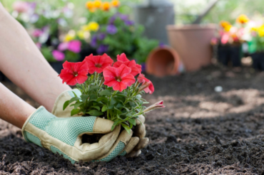 Gardening